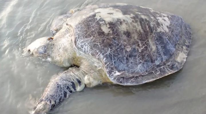 কুয়াকাটায় ভেসে এলো ৪০ কেজি ওজনের মৃত অলিভ রিডলি কচ্ছপ